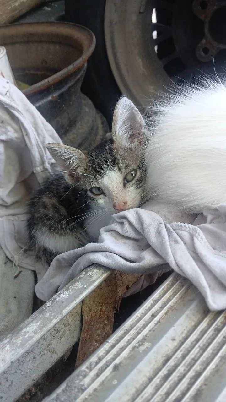 Gatinhos doação  - Foto 4