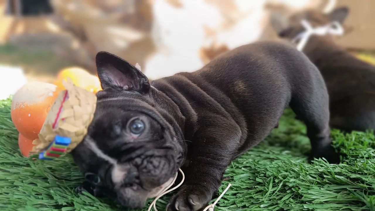 Buldogue francês exótico - Foto 3