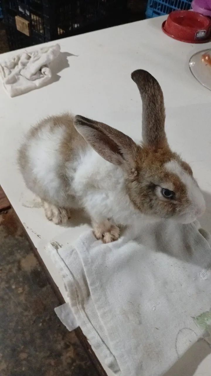 Coelhos de porte médio. Não fazemos entregas, retirada no local.  - Foto 3