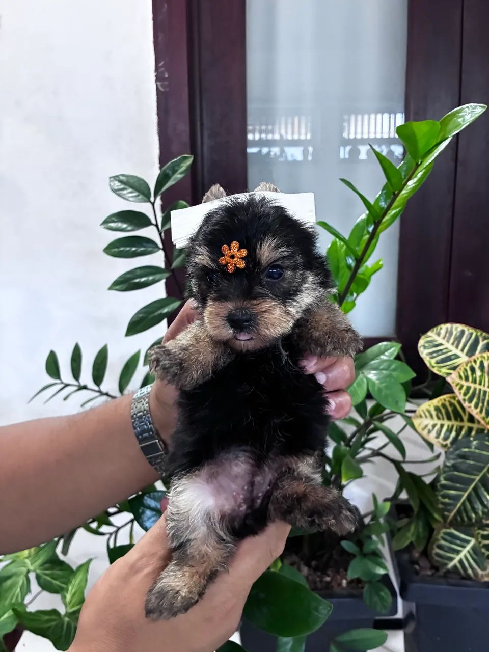 Yorkshire Terrier  - Foto 5