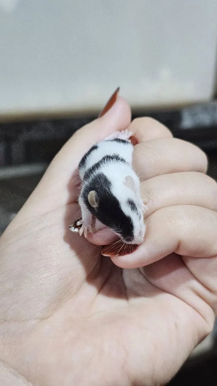 Camundongos  - Foto 2