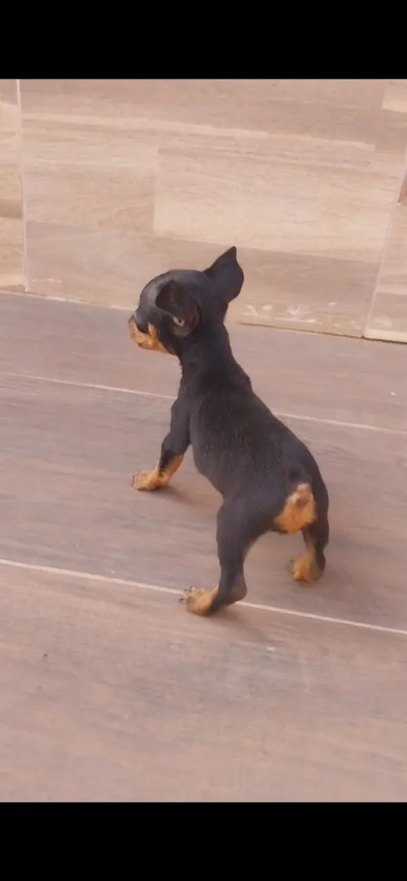 Filhotes de pinscher  - Foto 3