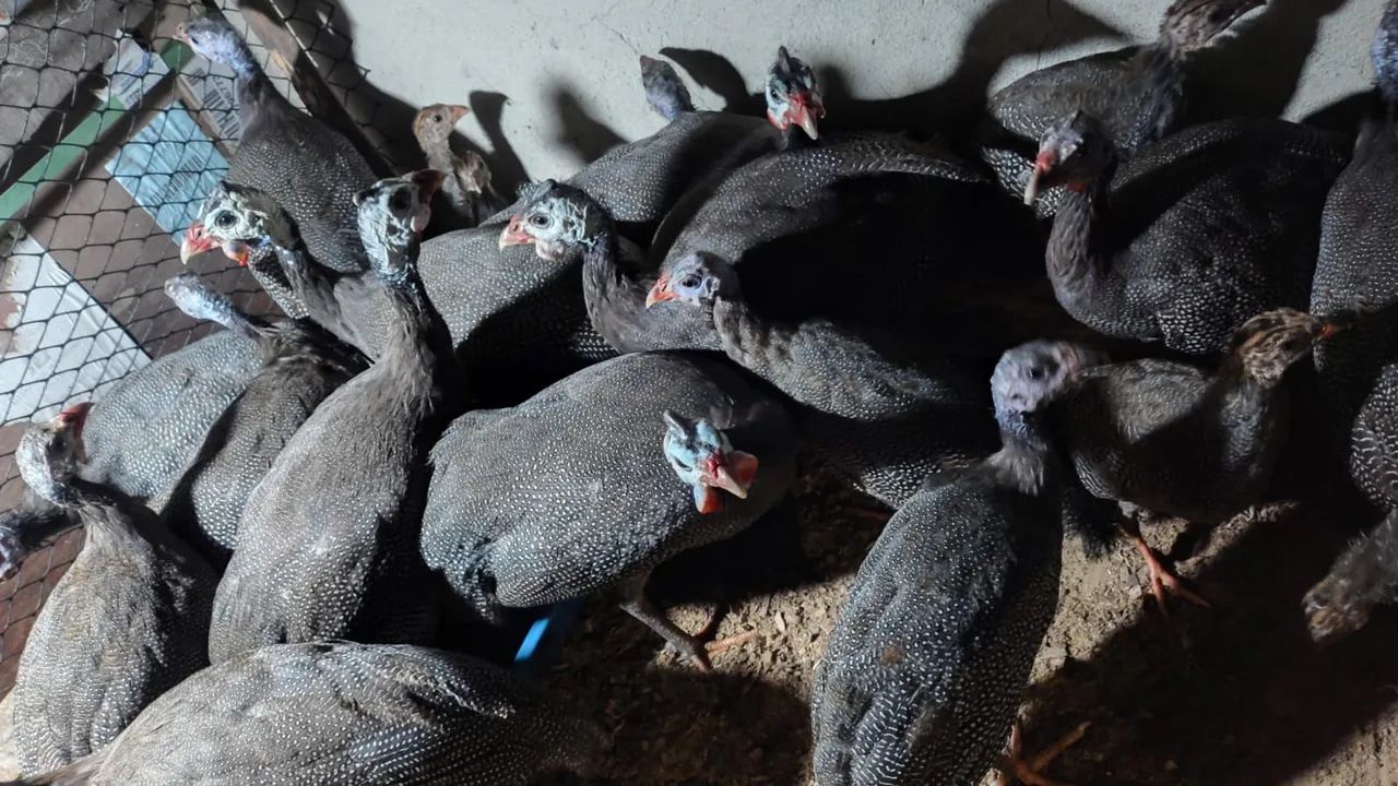 Angolas Francesas Adultas e Jovens  - Foto 4