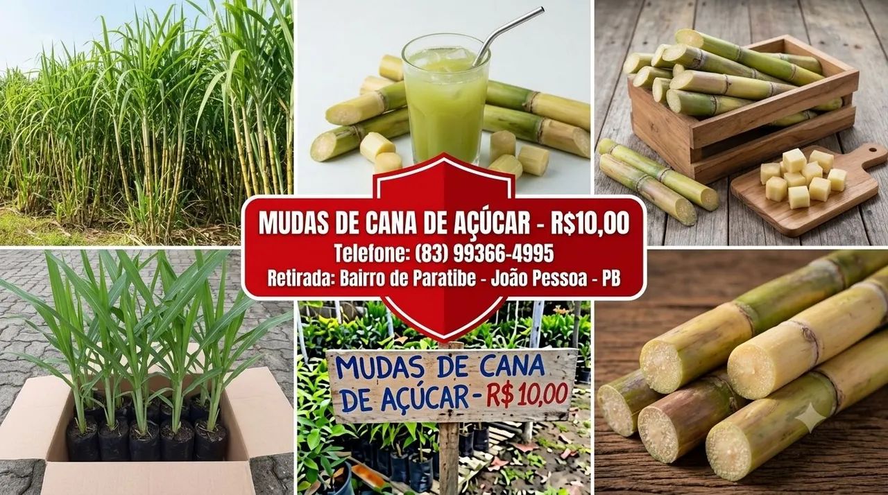 Mudas de Cana-de-Açúcar 