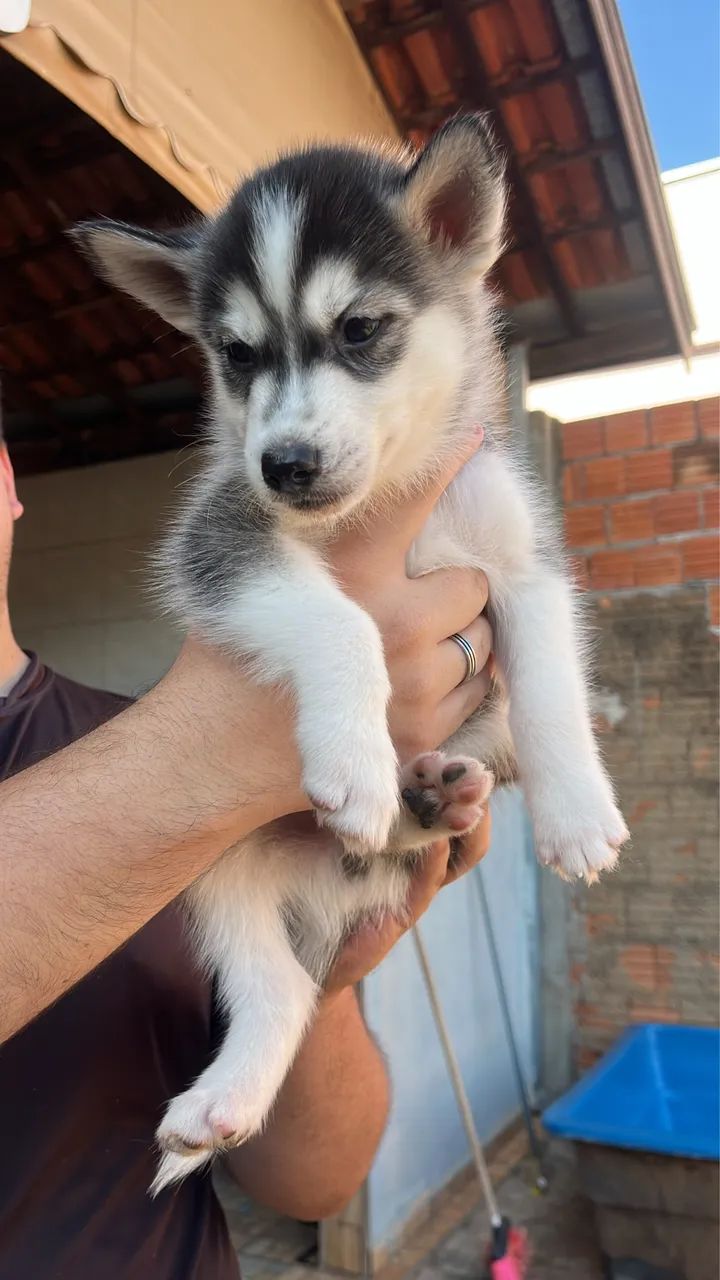 Filhotes machos de husky siberiano  - Foto 5