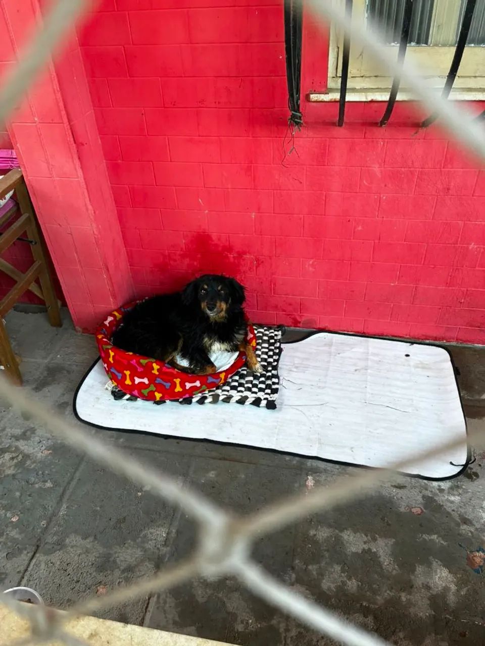Cachorros - Foto 2