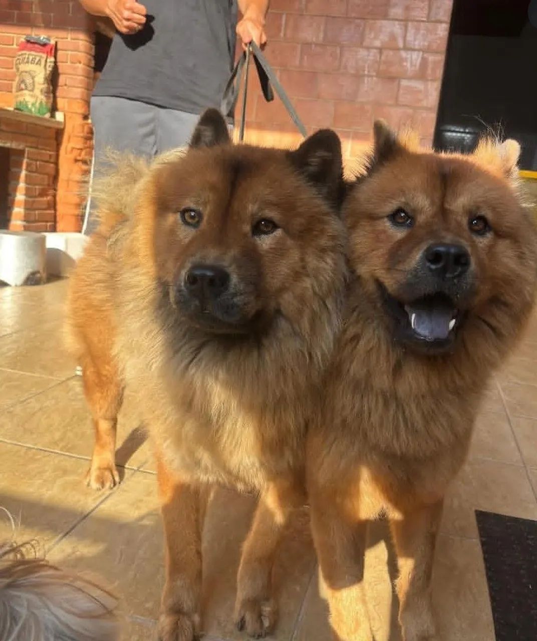 Filhotes Chow Chow  - Foto 2
