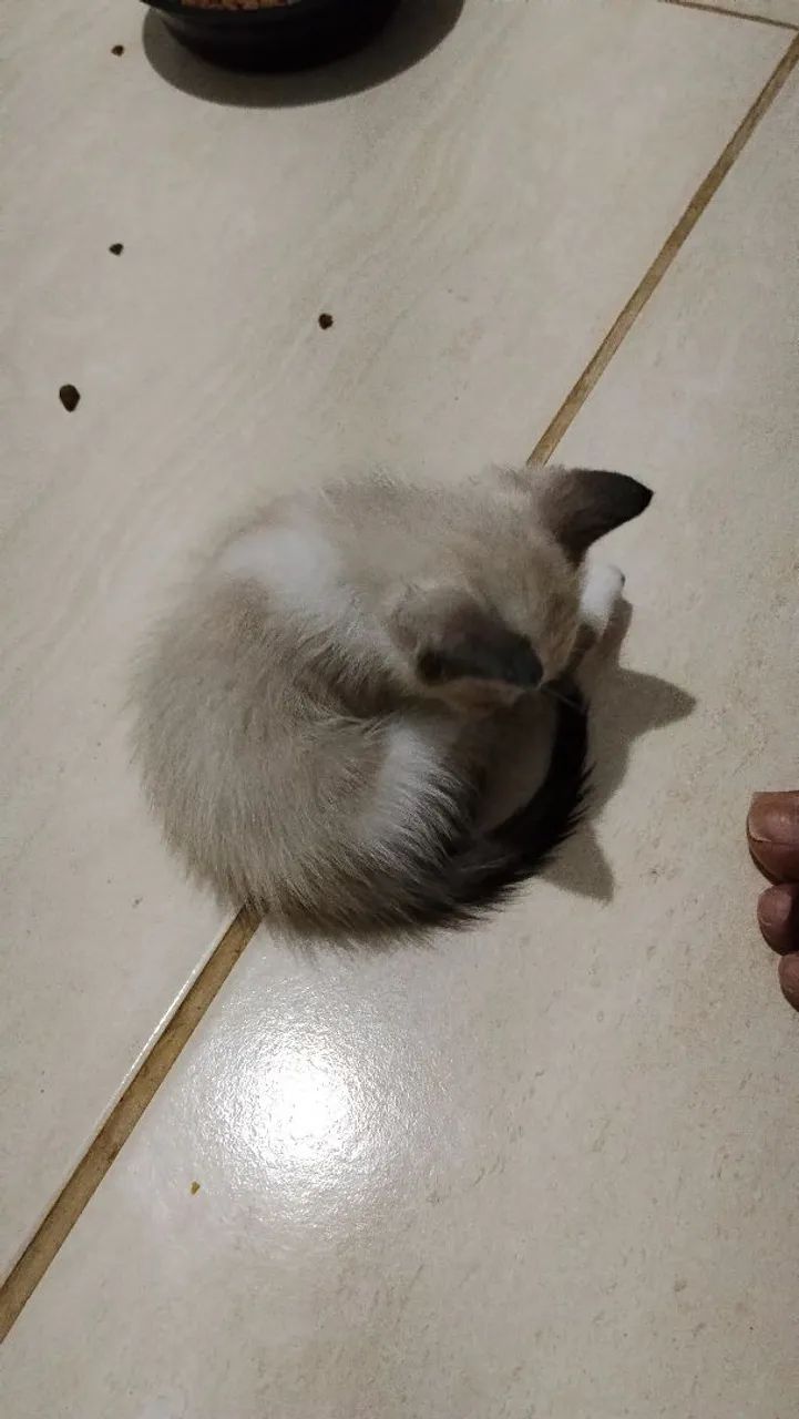 Doação de gatinhos filhotes 