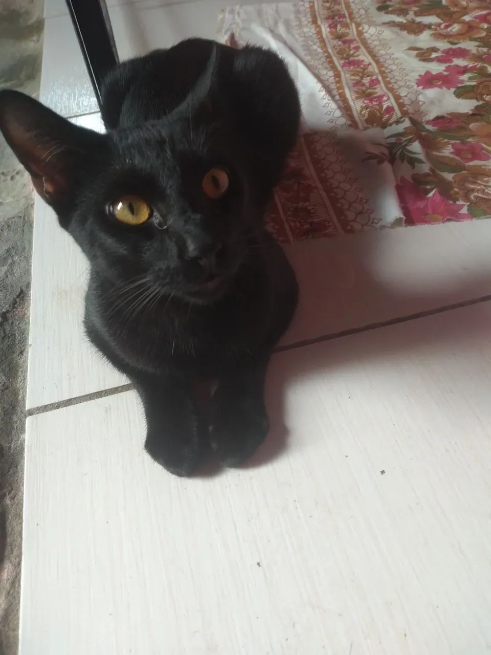 Adoção responsável  - Foto 2