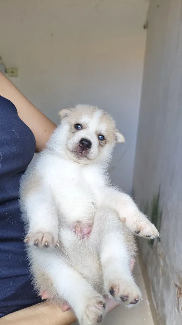 Filhotes de Husky super saudáveis  - Foto 4