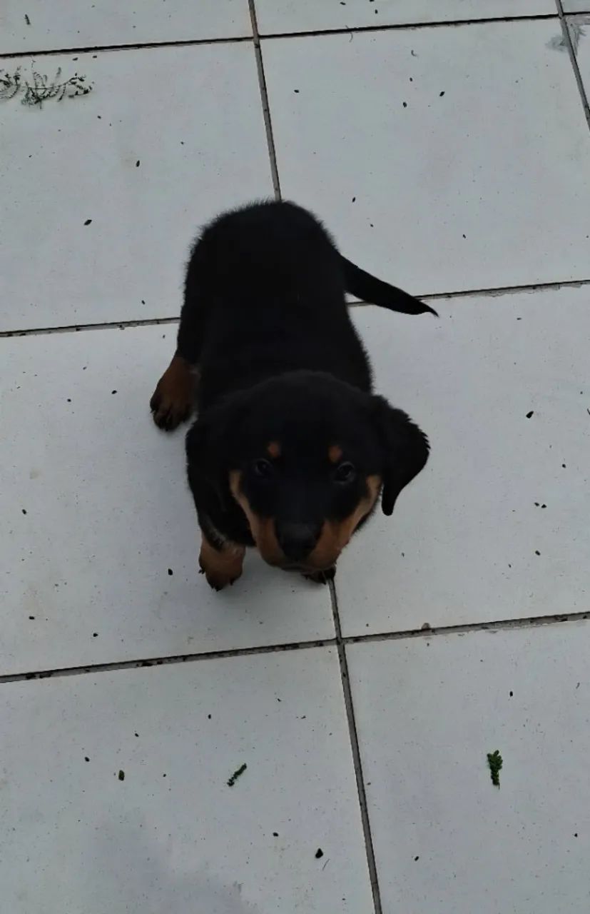 Vendo cachorro Rottweiler  - Foto 2