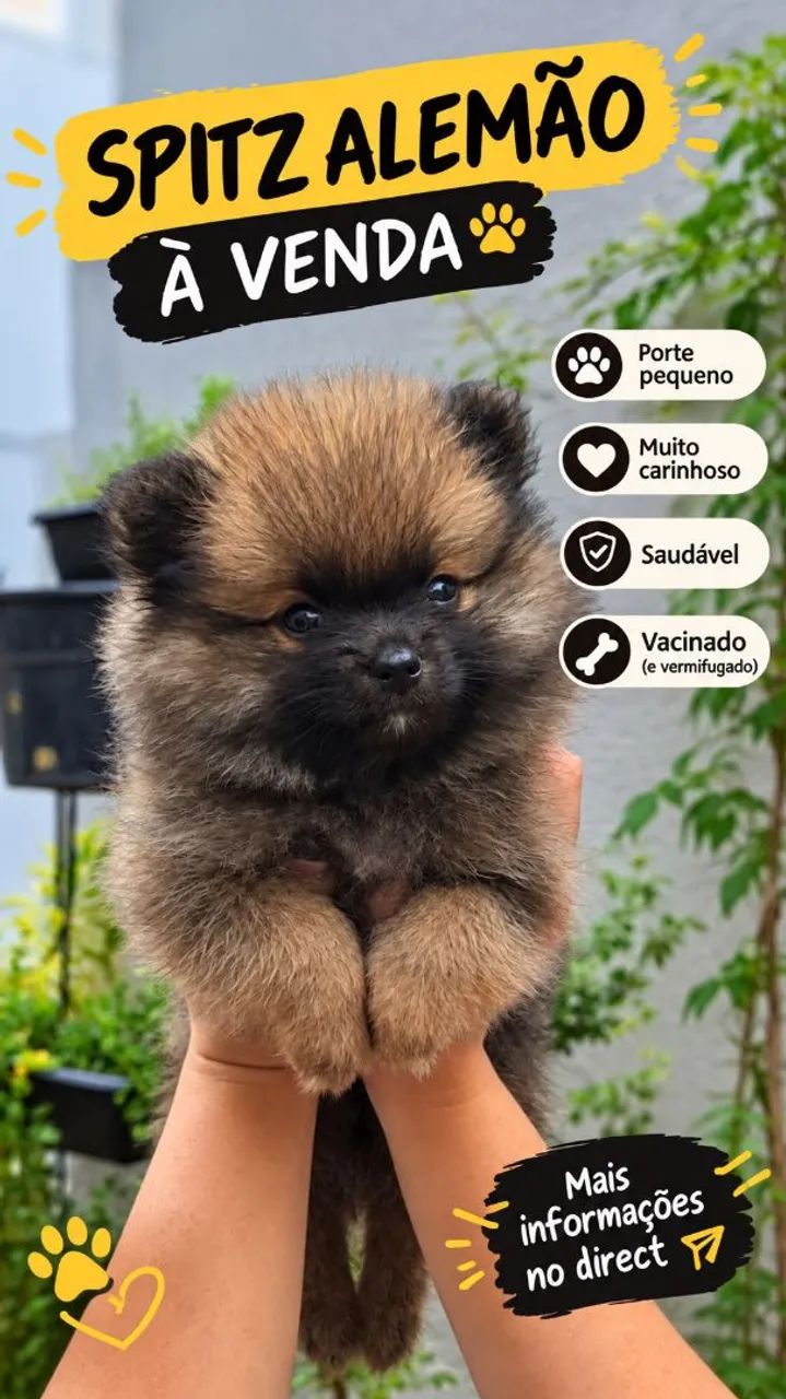 Spitz alemão 