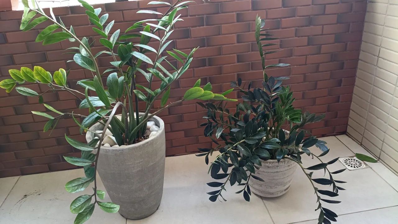 Plantas com vasos