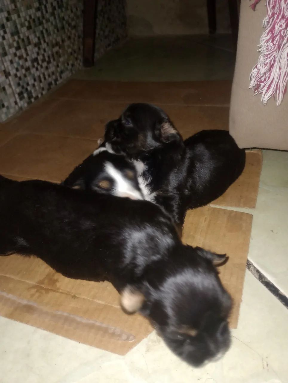 Cachorro yorkshire  - Foto 5