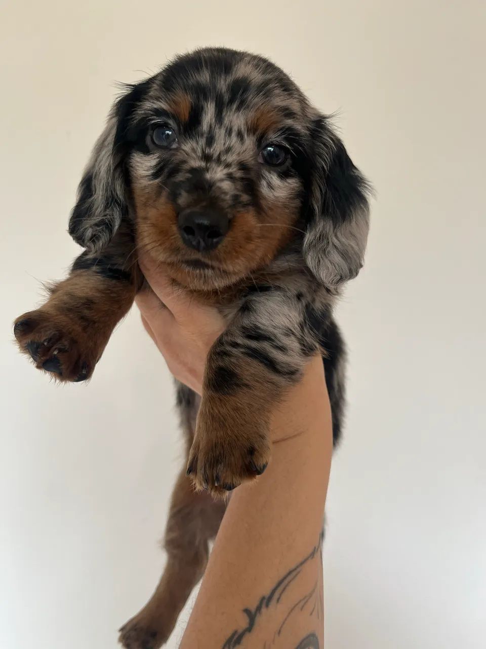 Dachshund pelo longo macho - Foto 4