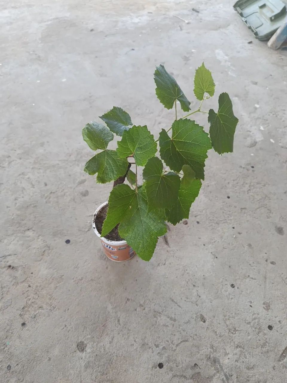 Muda de uva 