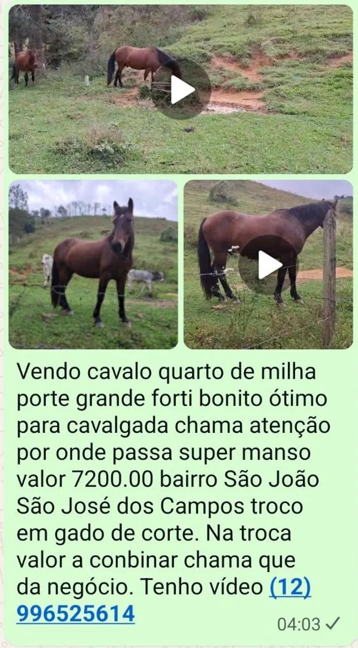 Cavalo 