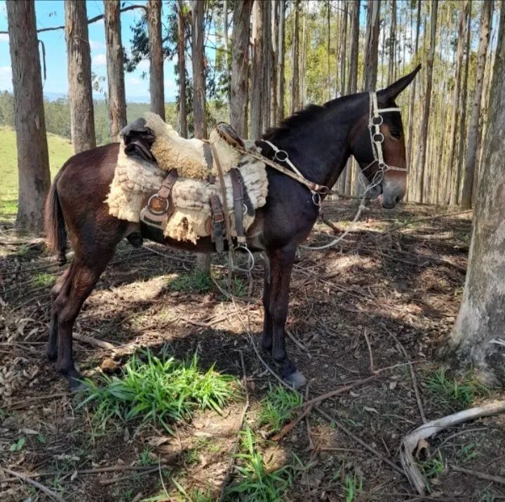 Burro  - Foto 2