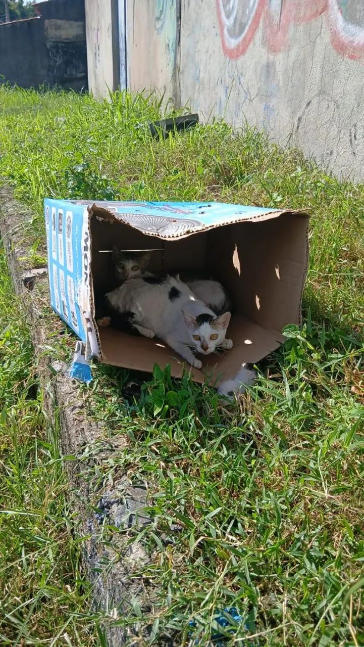 Gatinhas Para Doação - Foto 5