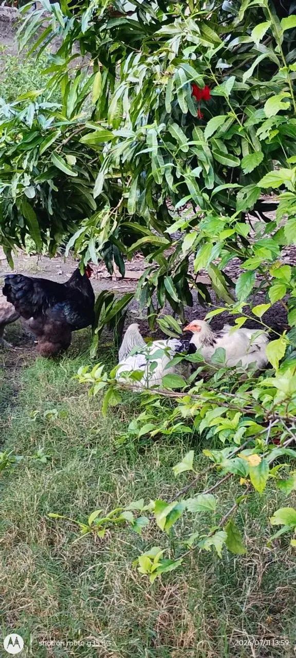 Frango Brahma Black  - Foto 3