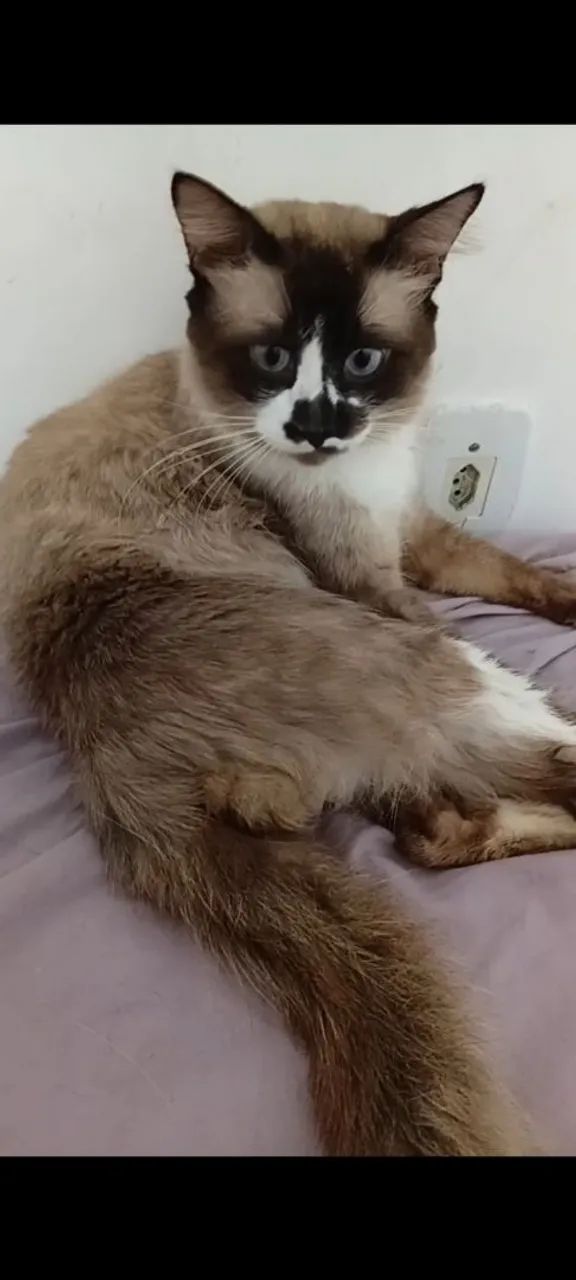 Gato 1 ano para adoção 