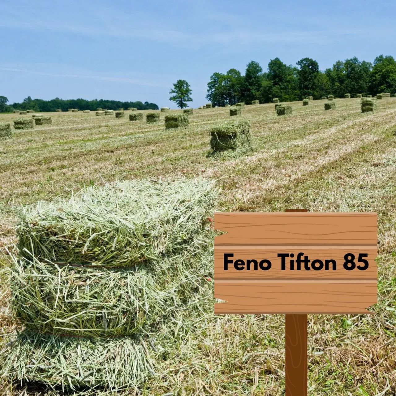 FENO TIFTON 85 - Foto 2