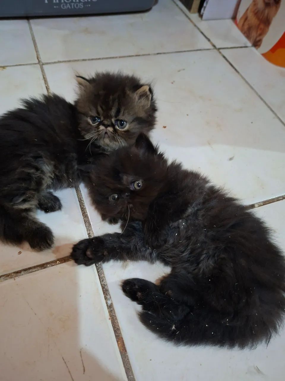 Vende-se filhote de gato persa macho pv  - Foto 4