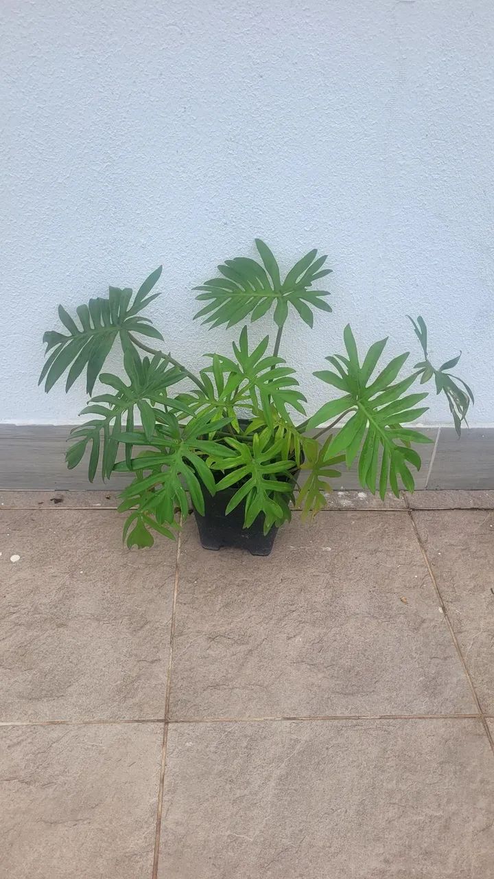 Plantas diversas  - Foto 2