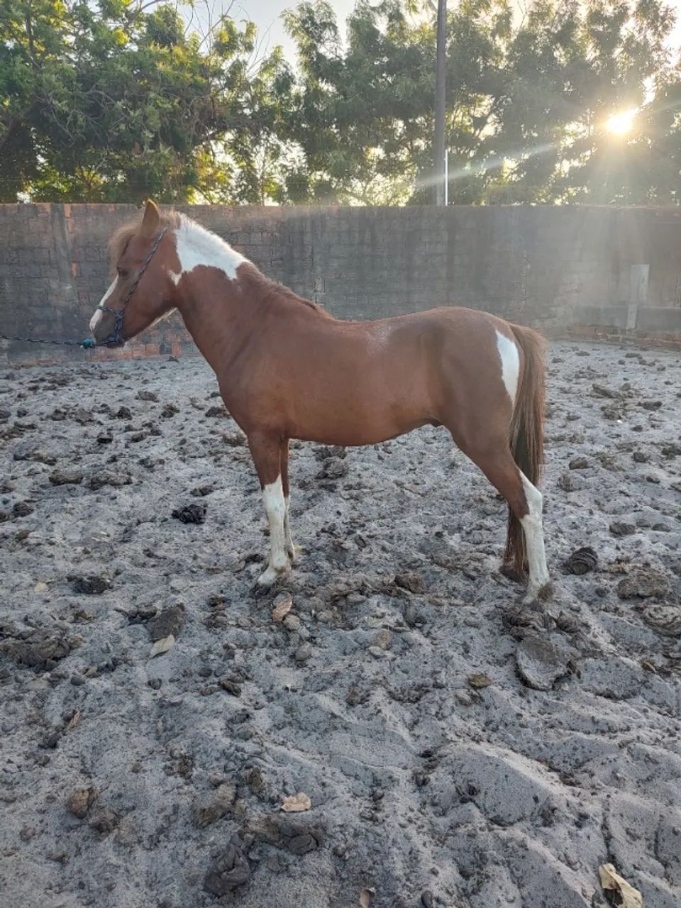 Cavalo PÔNEI (pampa)