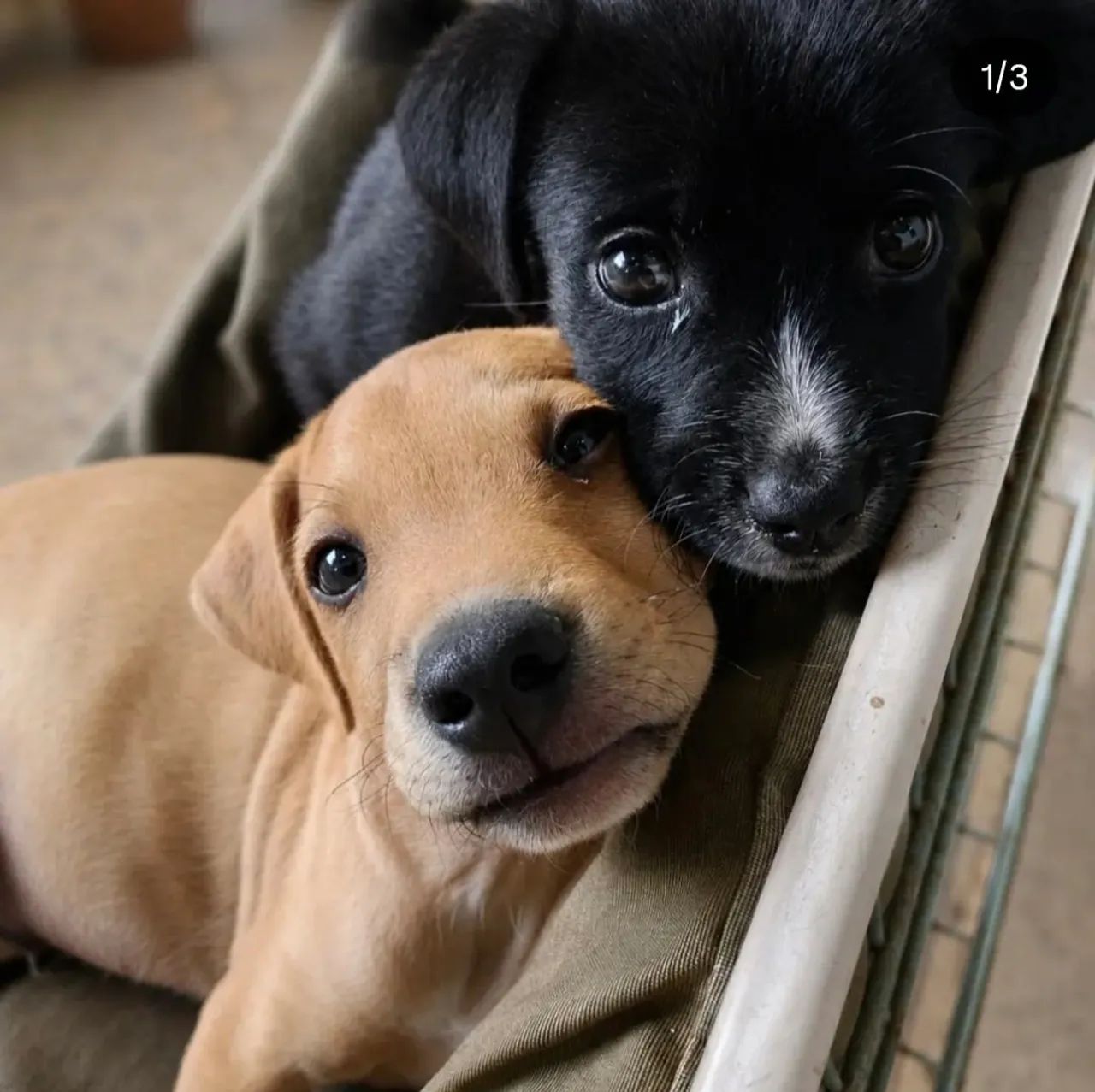 Cachorro Vira Lata  - Foto 2