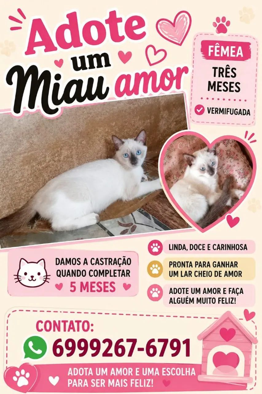 Doação de gatinha