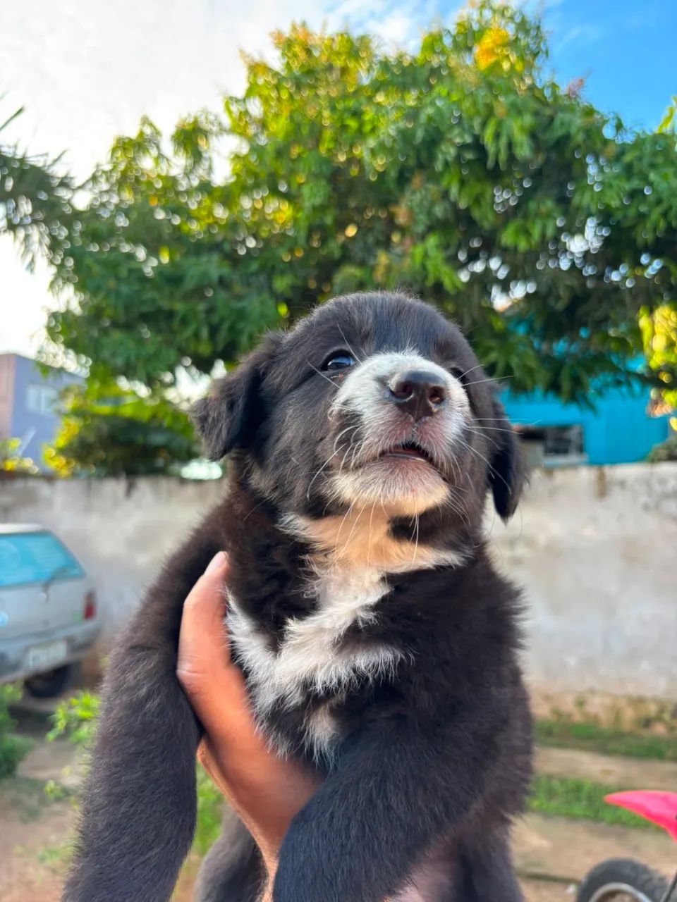 Border collie - Foto 5