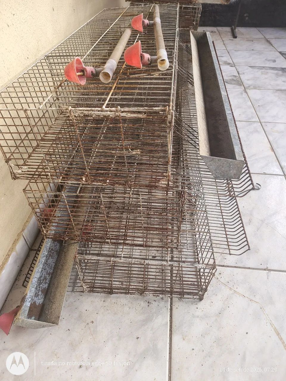 Gaiolas pra codornas 