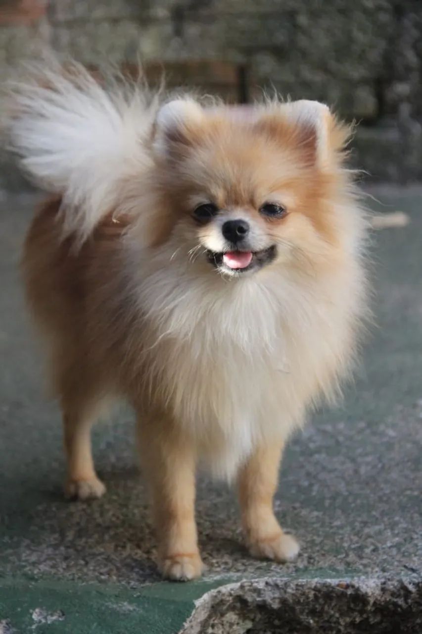 Lulu da Pomerânia tamanho definido