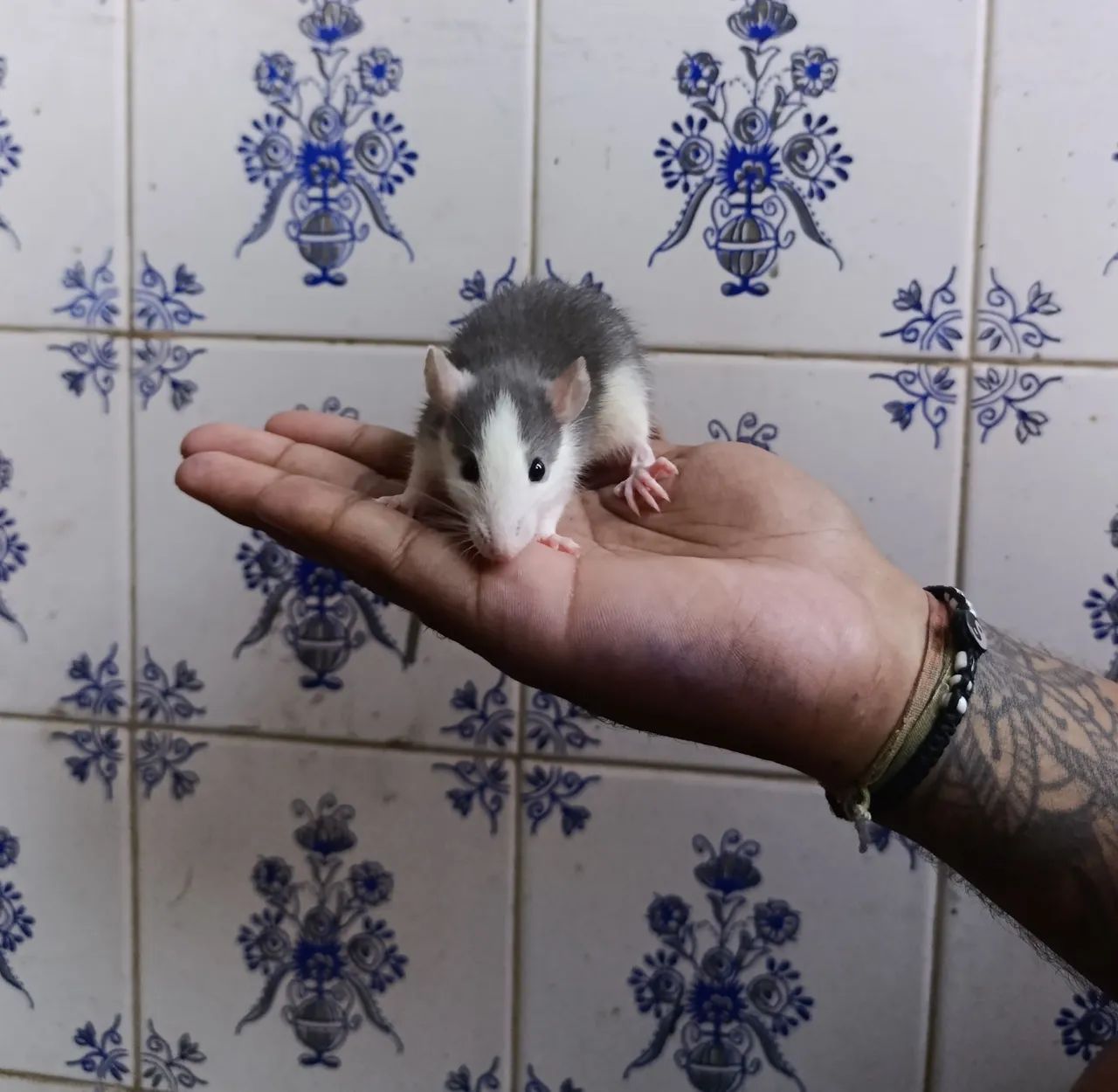 Rato Twister Filhote Husky - Super manso e carinhoso - Foto 2