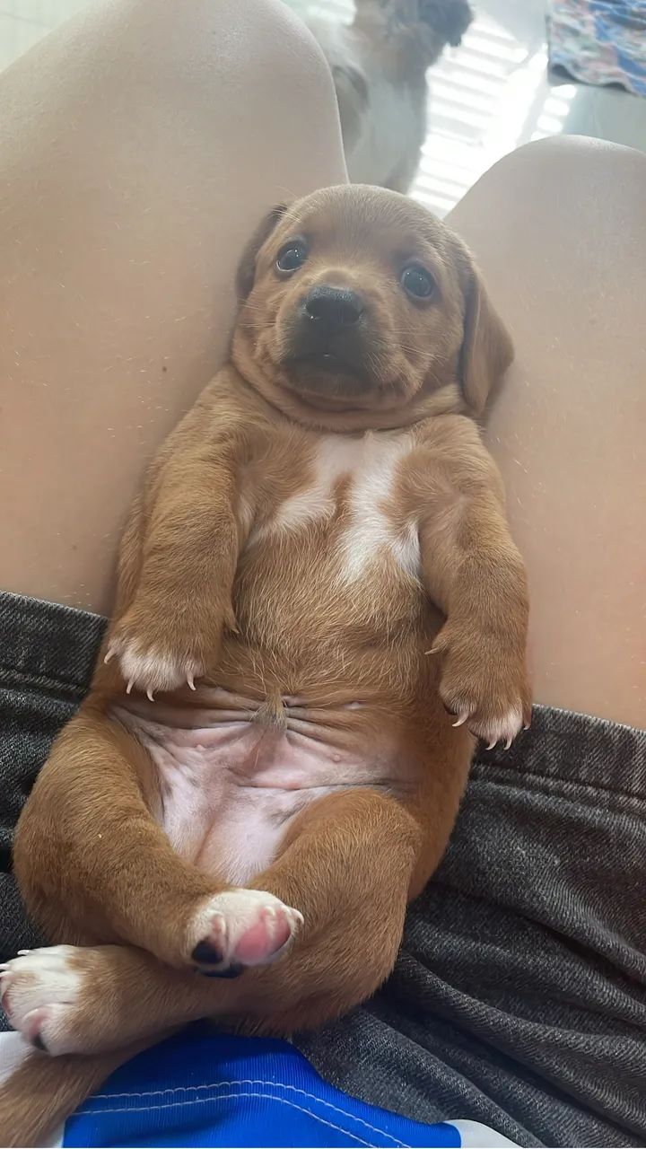 salsichas cachorro - Foto 3