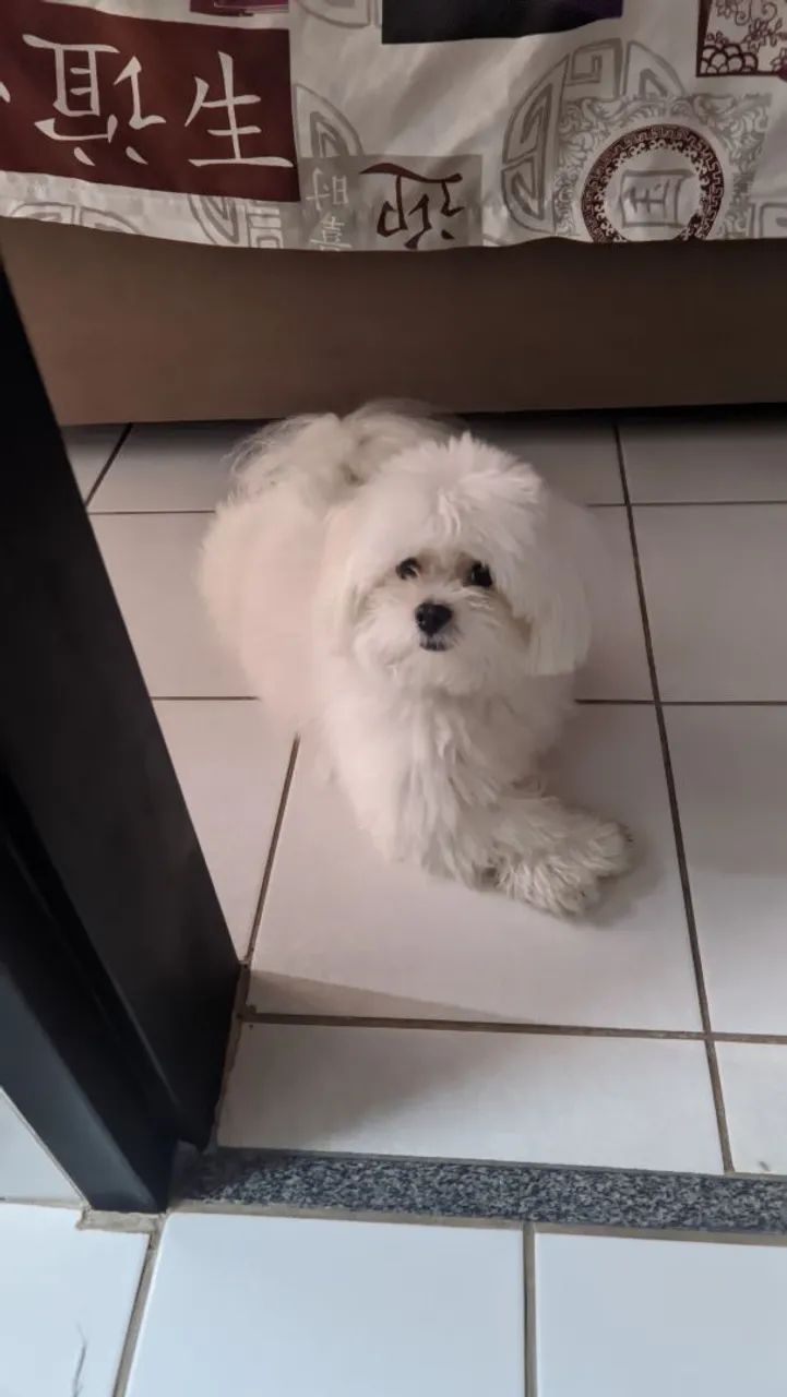 Adoção responsável  - Foto 5