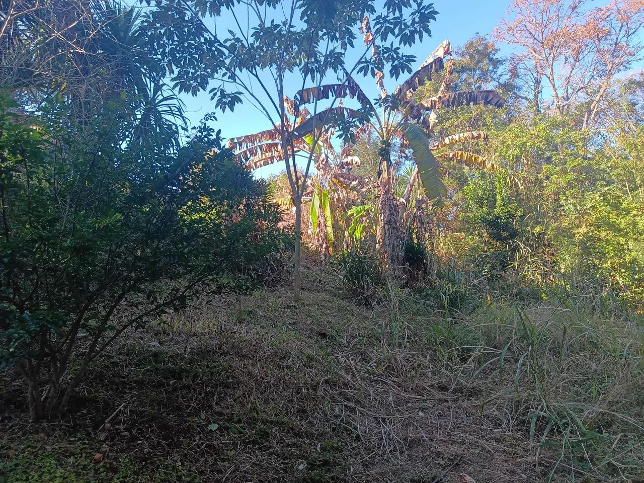 Chácara em irerê 5000m - Foto 5