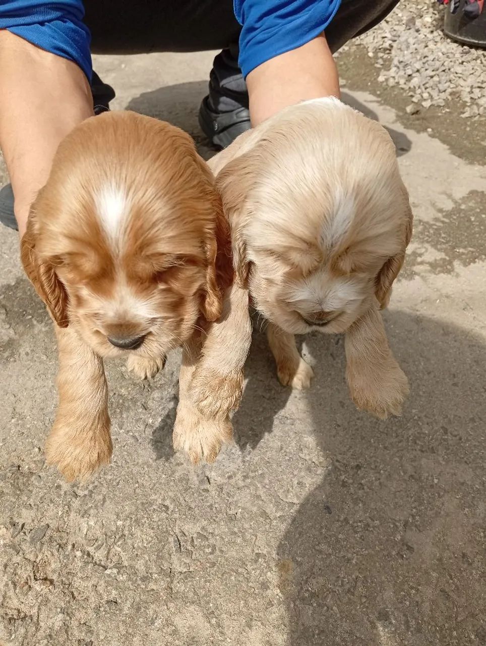 Filhotes machos cocker spaniel inglês