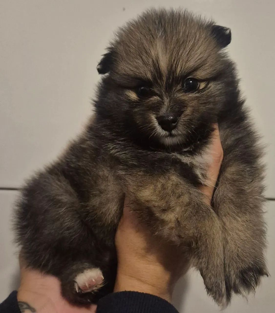 Filhotes de Spitz Alemão - Foto 2