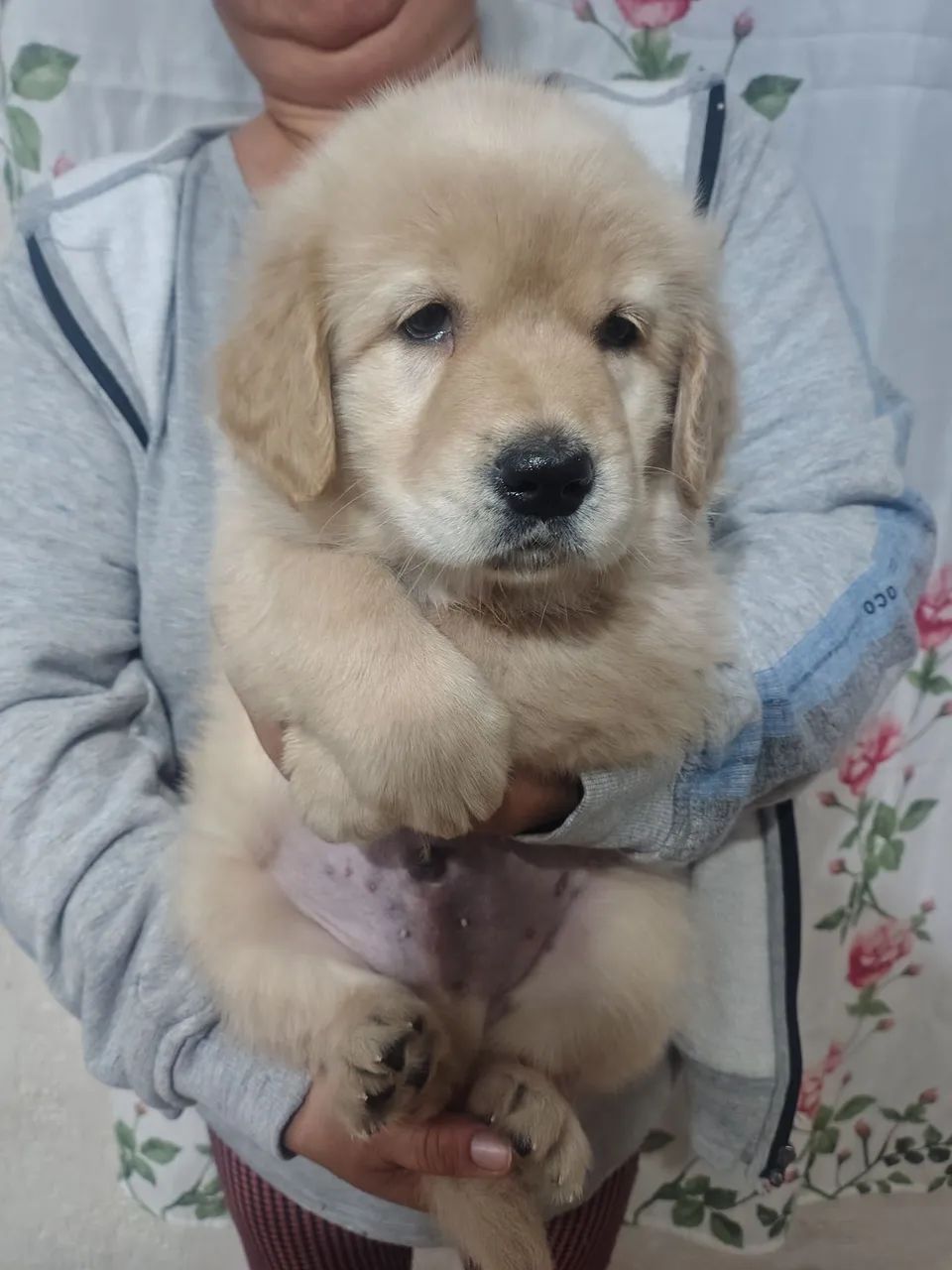 Golden Retriever 