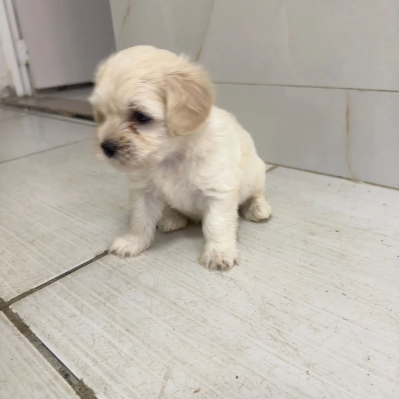 Filhotes de poodle - Foto 3