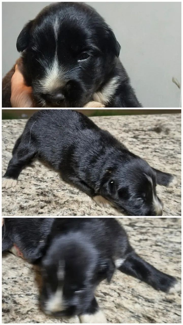Border Collies  - Foto 2