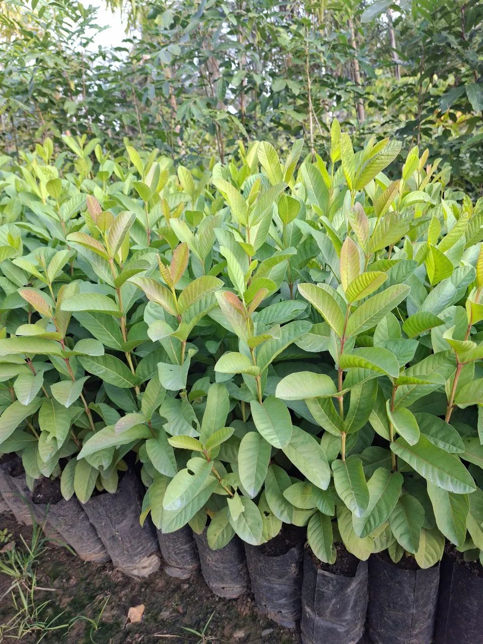 Goiaba tailandesa 