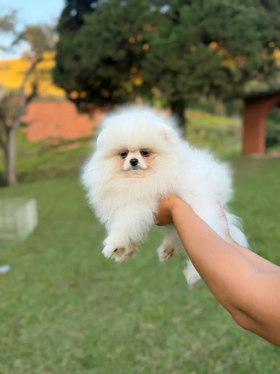 LULU DA POMERANIA URSINHO!!!