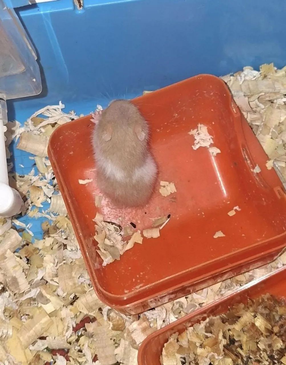 Hamster filhote - Foto 2