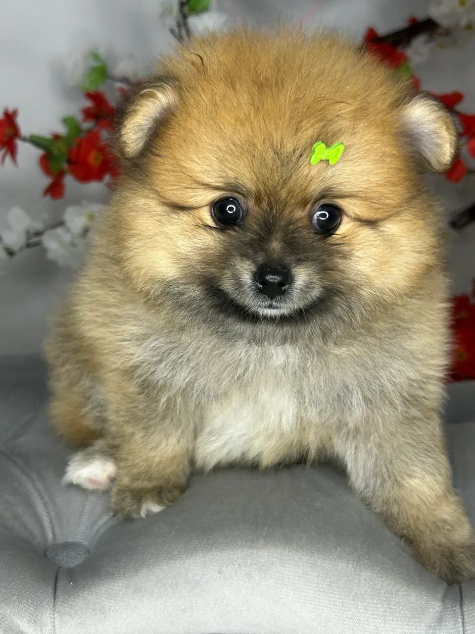 Spitz alemão macho  - Foto 2