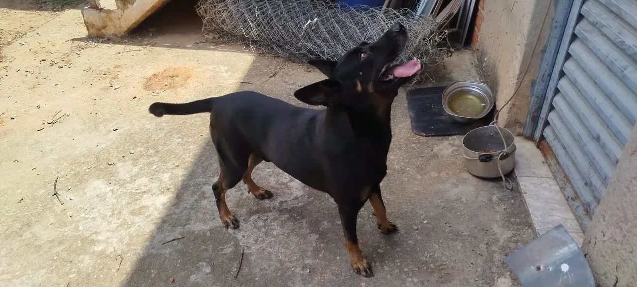 Doa se este cachorro! - Foto 2
