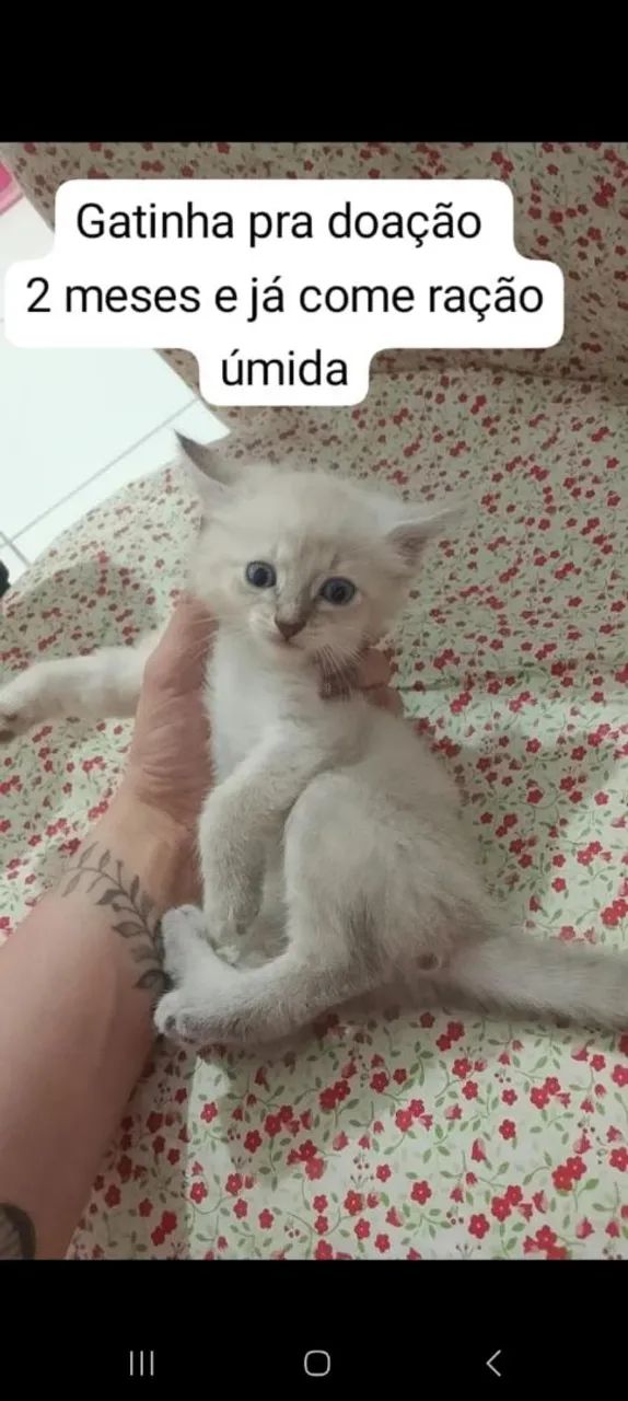 Gato para adoção  - Foto 4