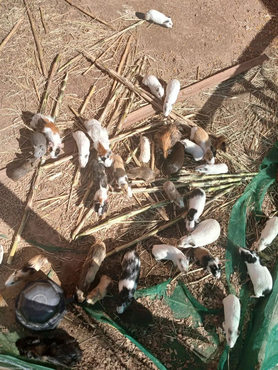 Porquinho da Índia  - Foto 3